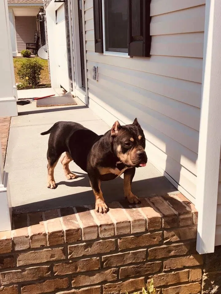 Lost dog in Columbia, SC, 29229