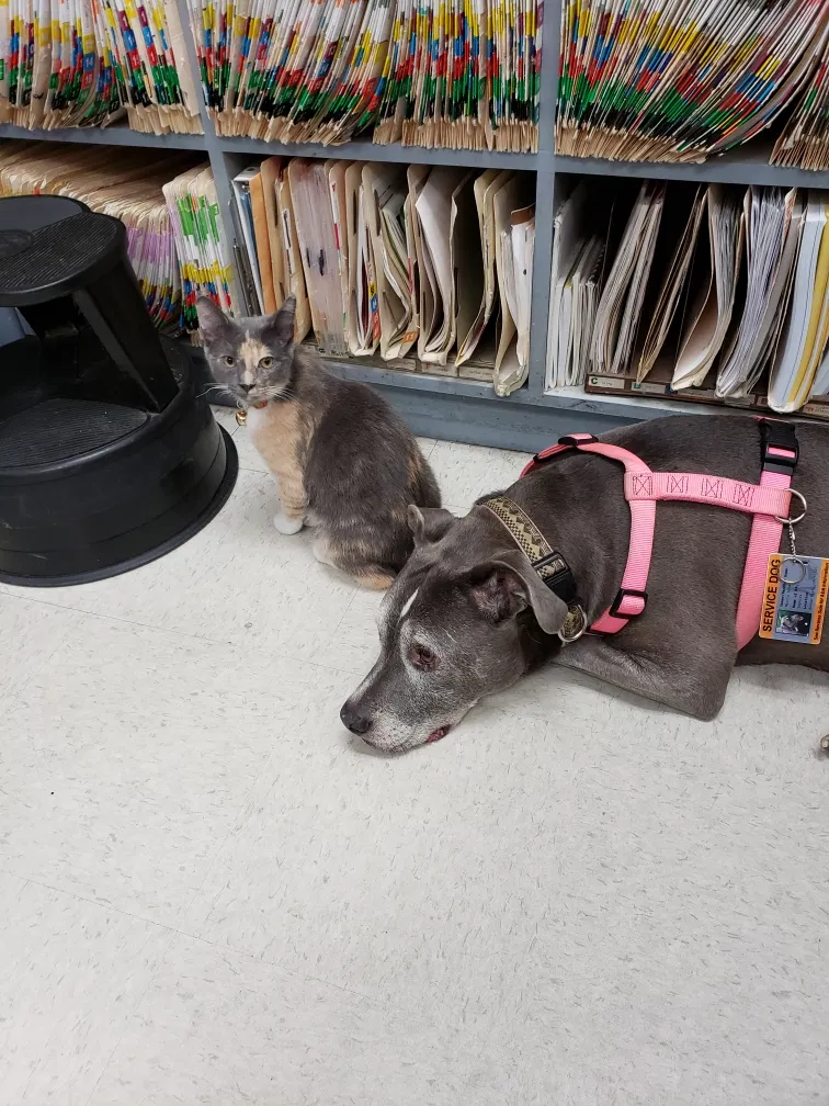 Lost cat in Buena Park, CA, 90620