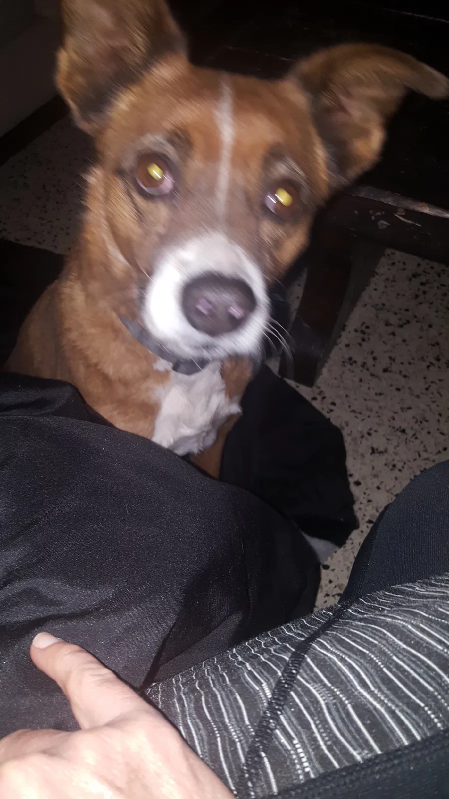 Lost dog in Midland, TX, 79705