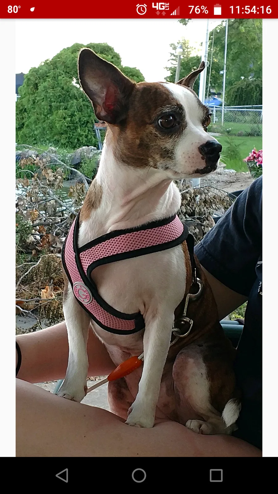 Lost dog in Brookville, OH, 45309