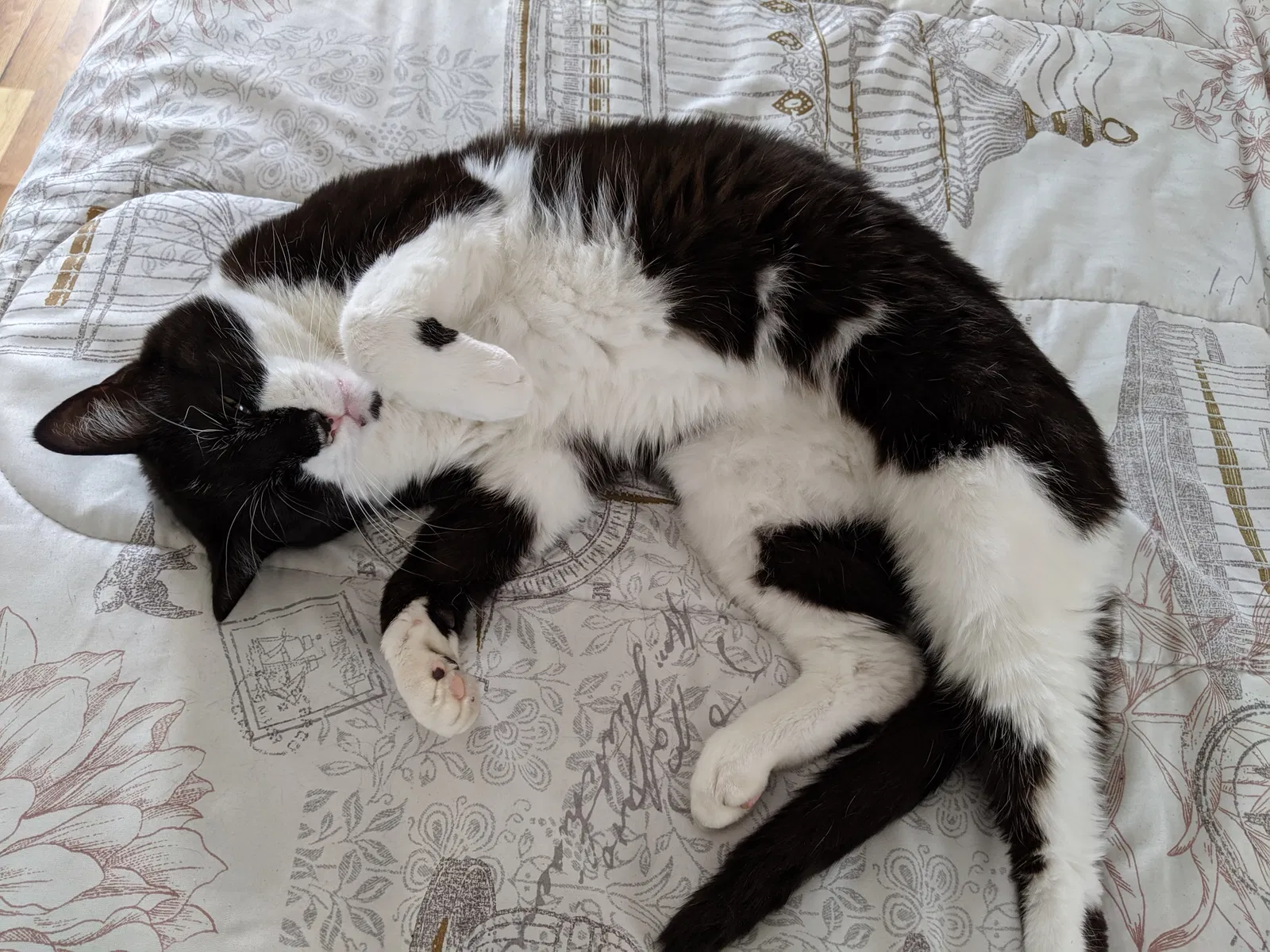 Lost cat in Worcester, MA, 1609