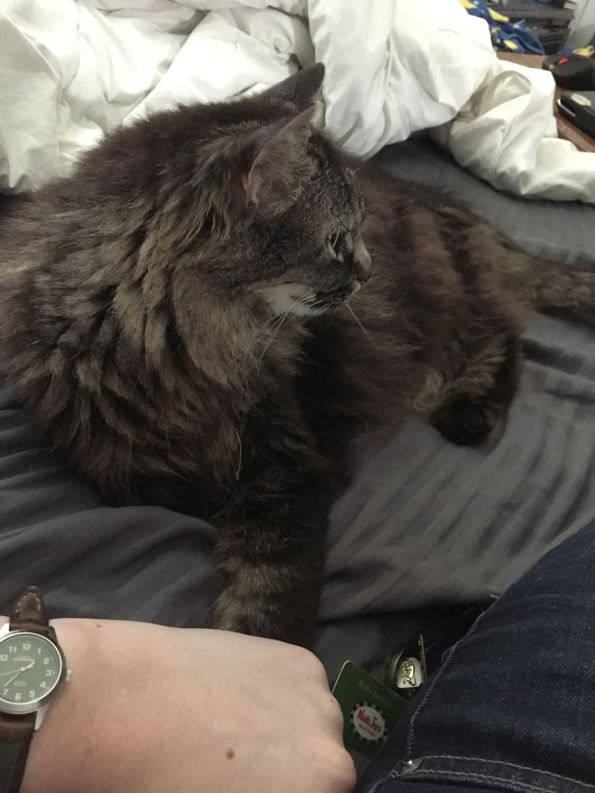 Lost cat in Springfield, MO, 65810