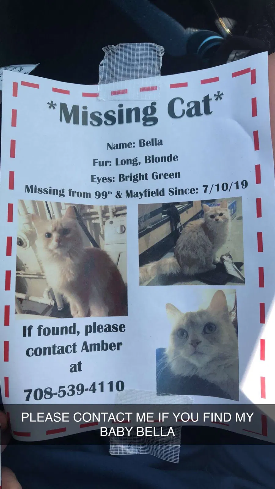 Lost cat in Oak Lawn, IL, 60453