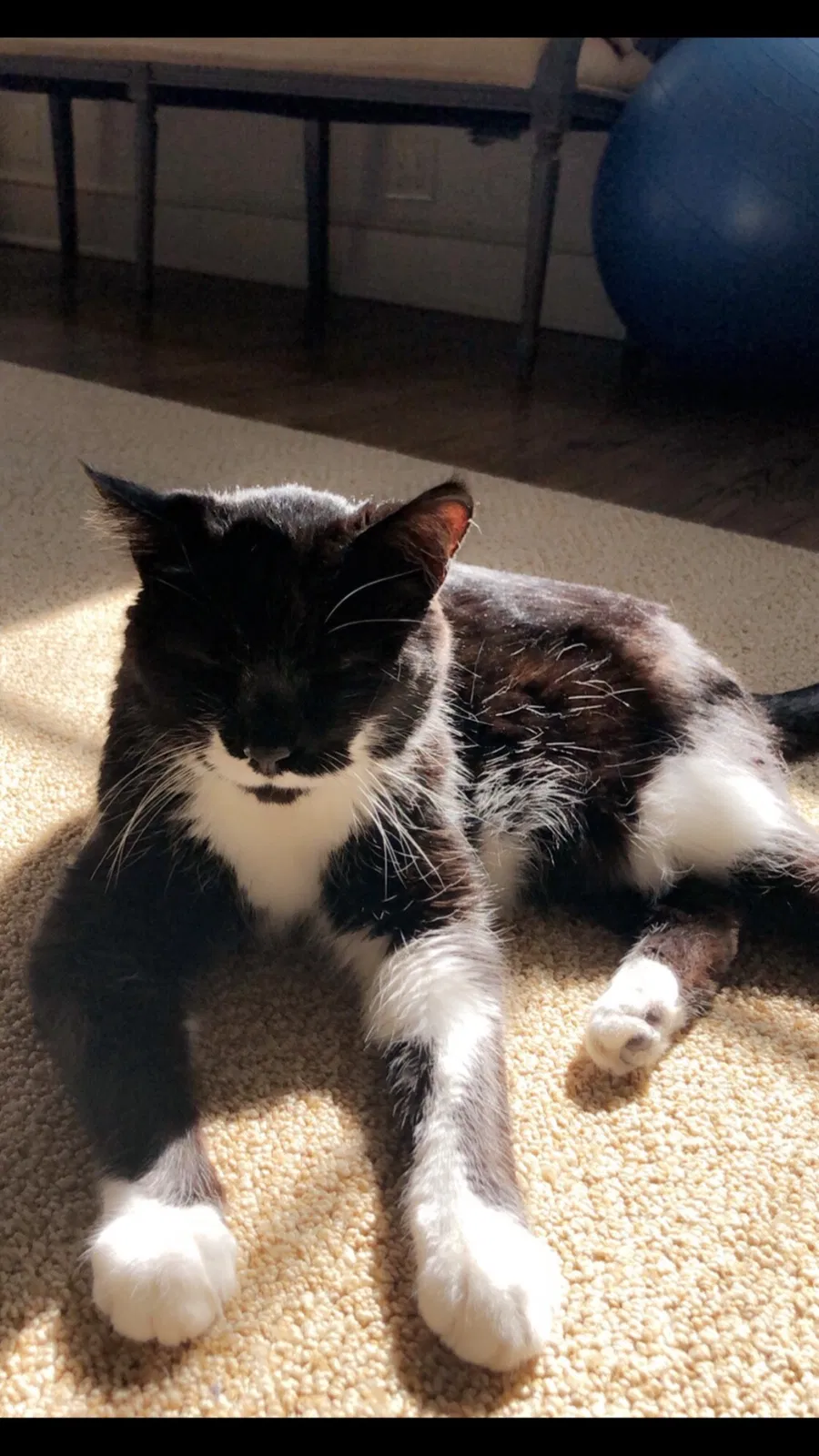 Lost cat in Charleston, SC, 29401