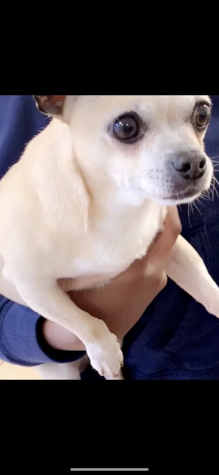 Lost dog in Greenville, SC, 29605