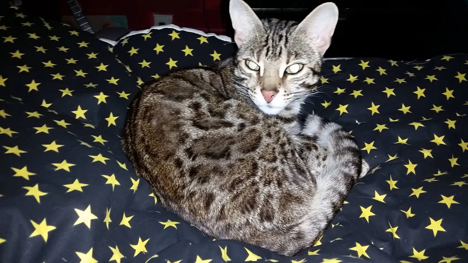 Lost cat in Dunnellon, FL, 34434
