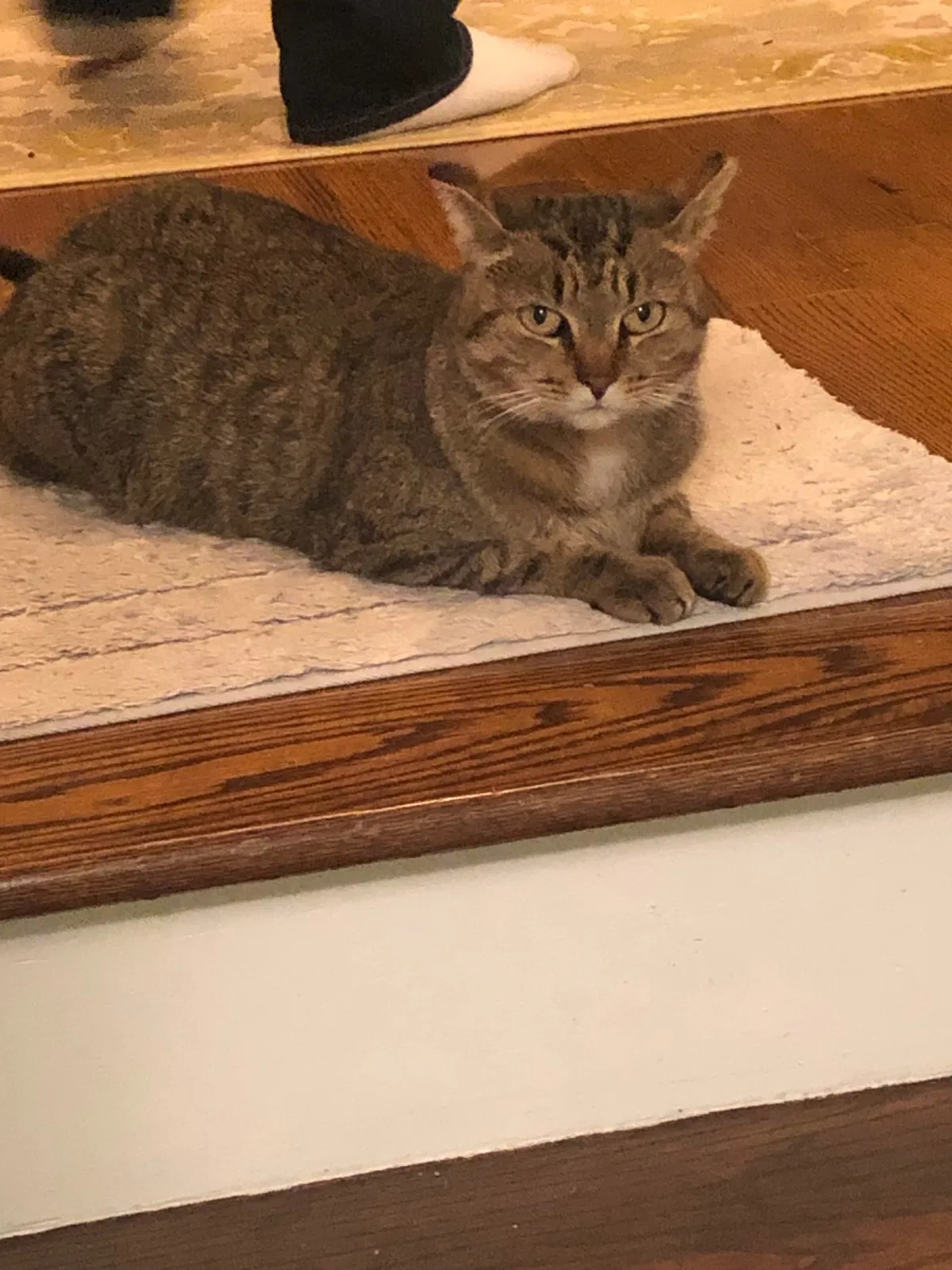 Lost cat in Colonia, NJ, 7067