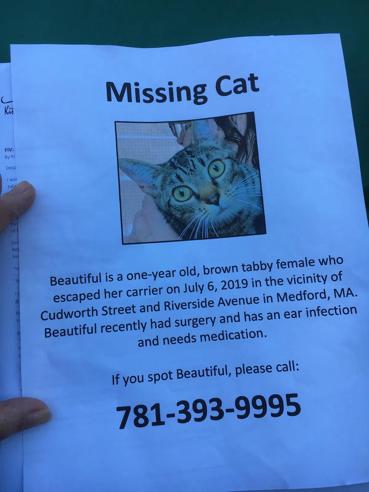 Lost cat in Somerville, MA, 2145
