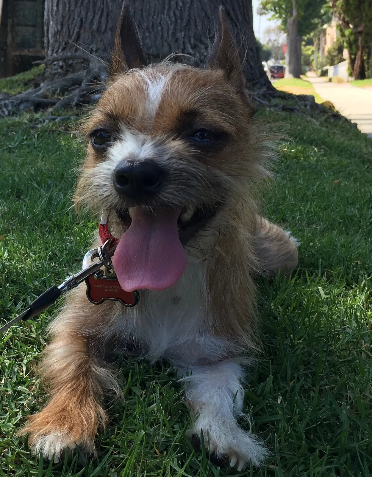 Lost dog in Tucson, AZ, 85706