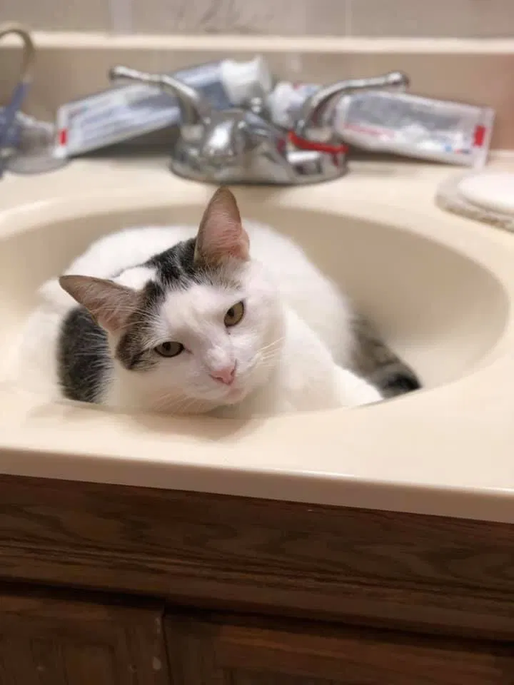 Lost cat in Walnut Cove, NC, 27052