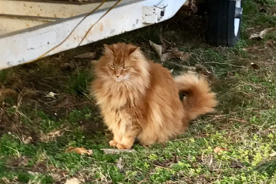 Lost cat in Woodford, VA, 22580