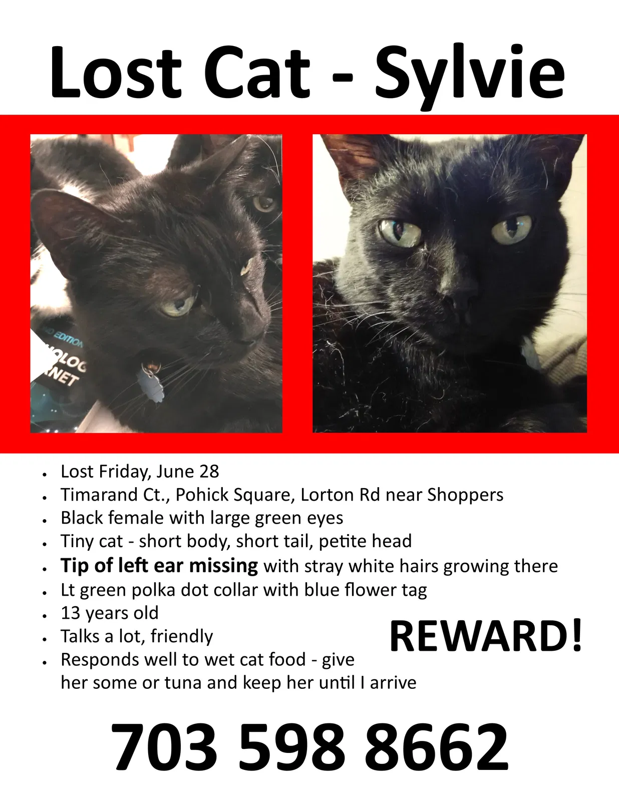 Lost cat in Lorton, VA, 22079