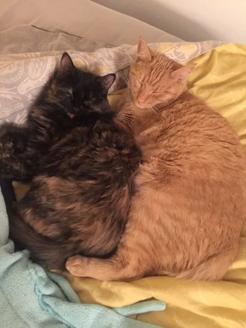 Lost cat in Broomfield, CO, 80020