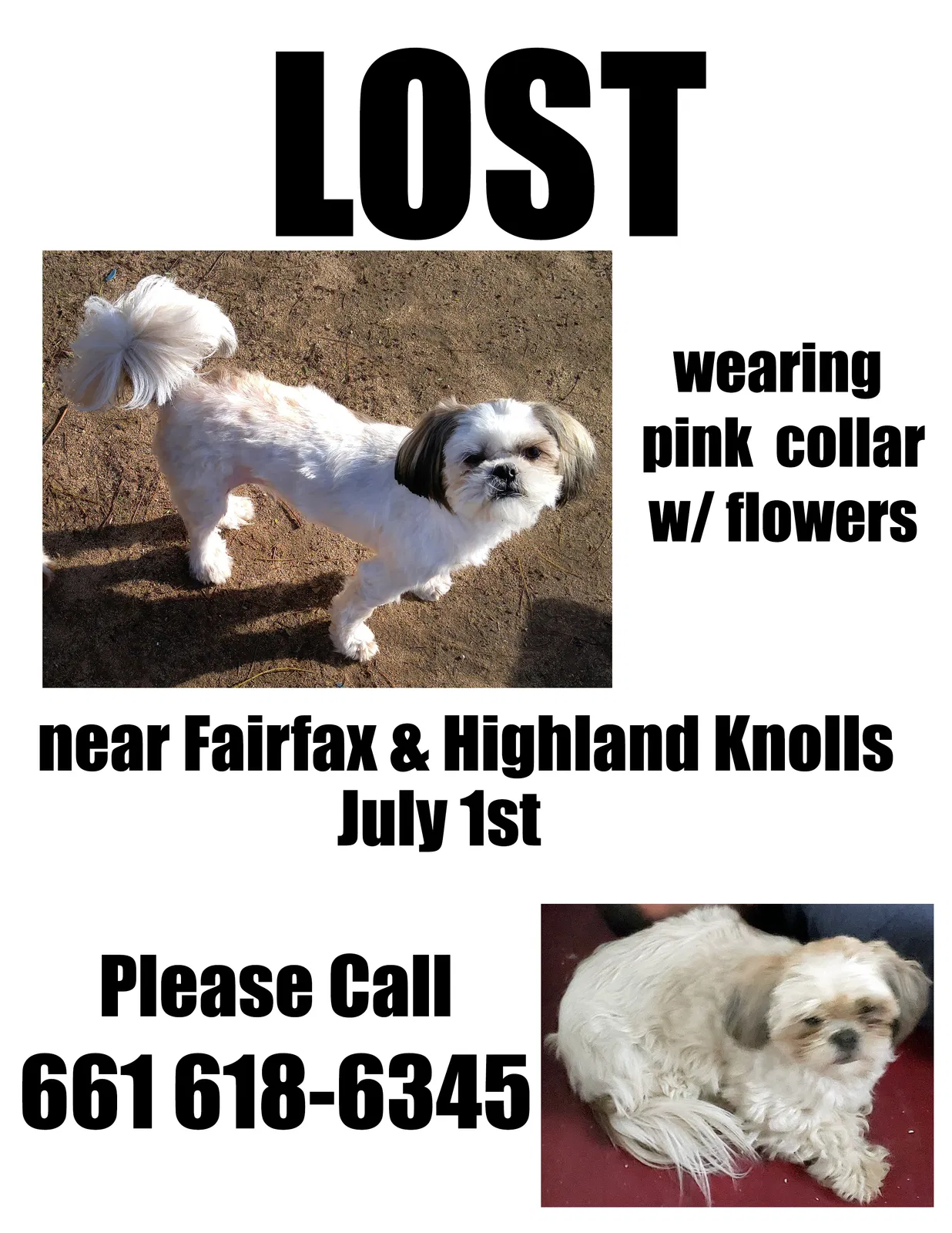 Lost dog in Bakersfield, CA, 93306