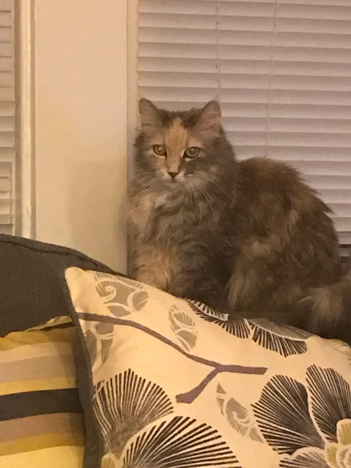 Lost cat in Iowa City, IA, 52245