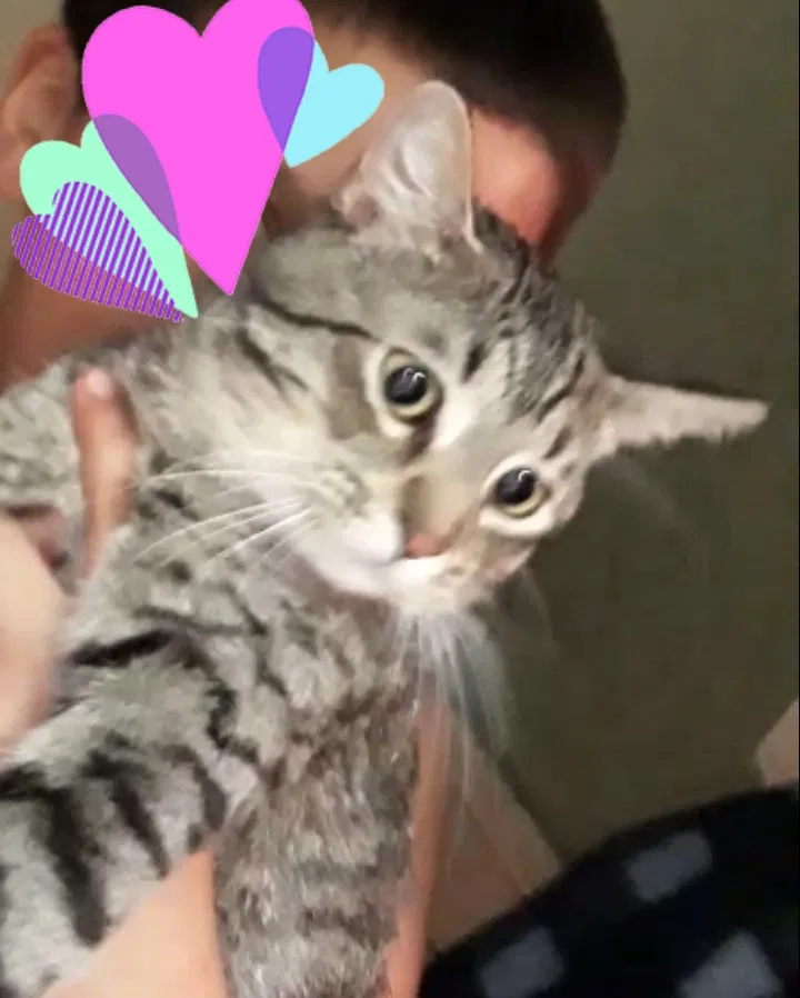 Lost cat in Vallejo, CA, 94590