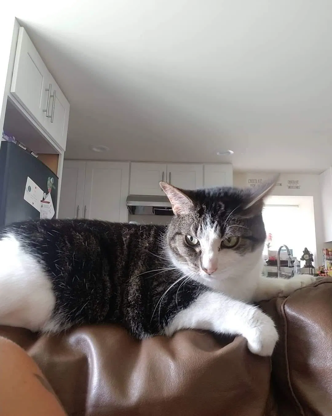 Lost cat in Allentown, PA, 18104
