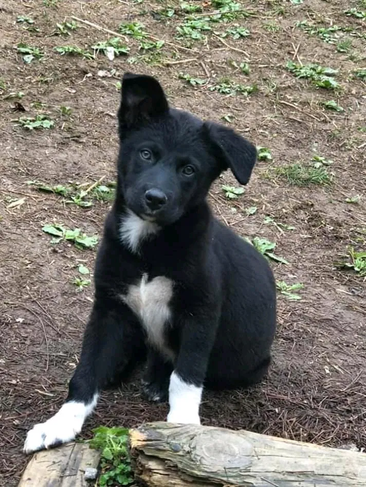 Lost dog in Gordonsville, TN, 38563