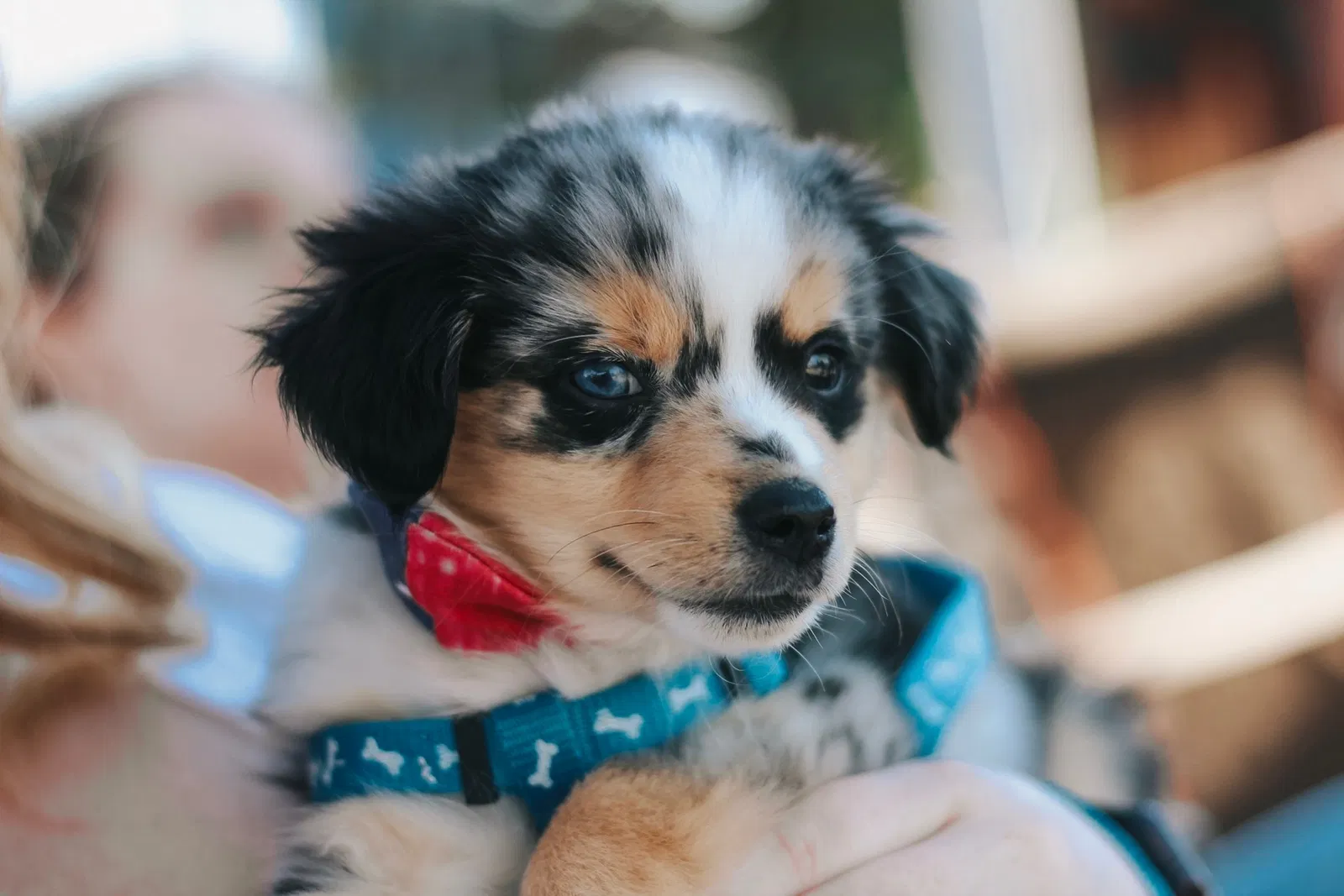 Lost dog in Salem, OR, 97301