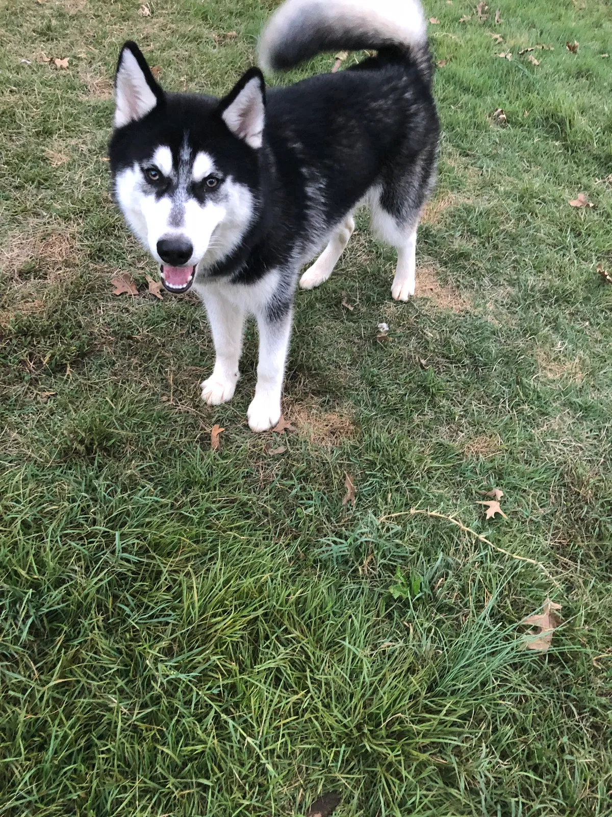 Lost dog in District Heights, MD, 20747