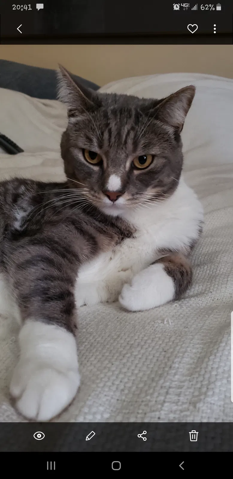 Lost cat in Neptune, NJ, 7753