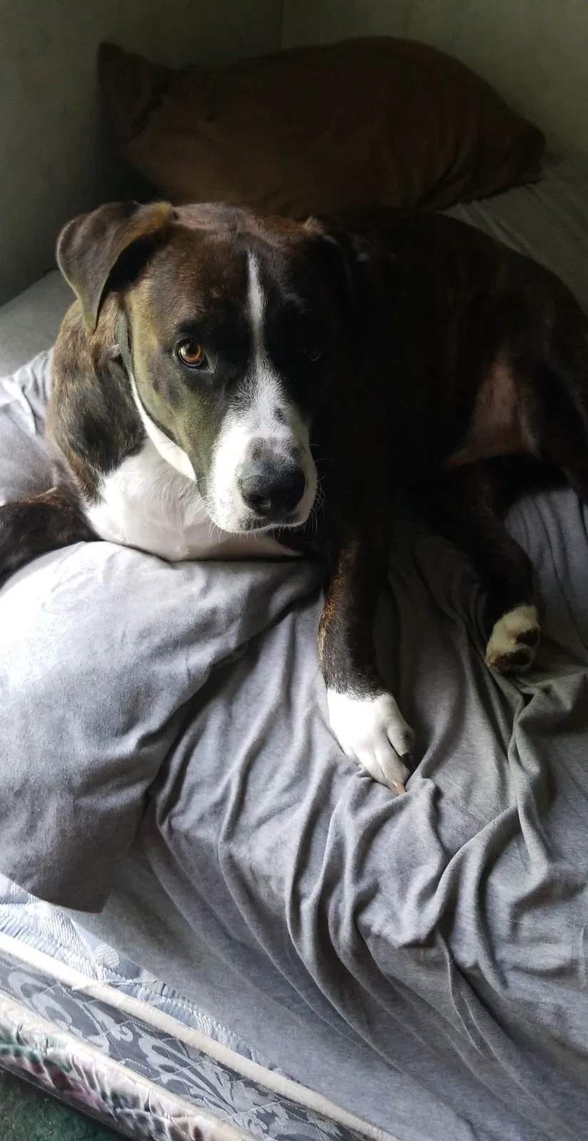 Lost dog in Myrtle Beach, SC, 29588