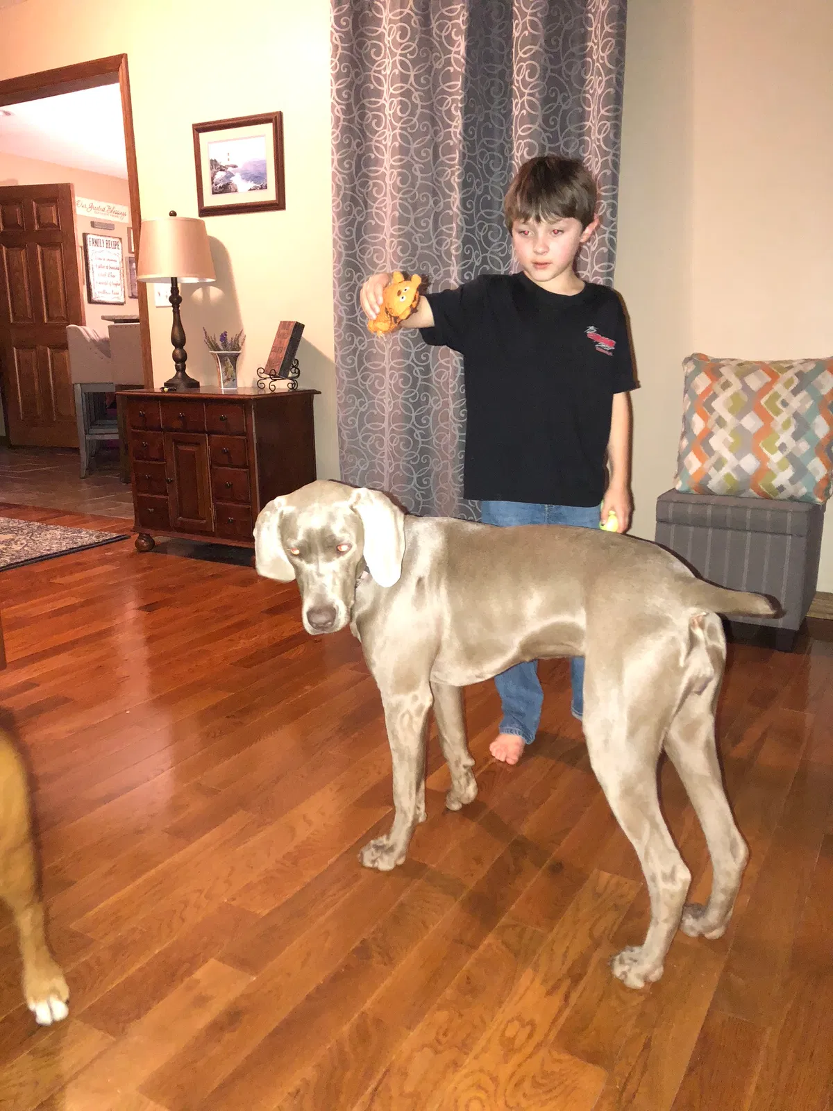 Lost dog in Chattanooga, TN, 37419