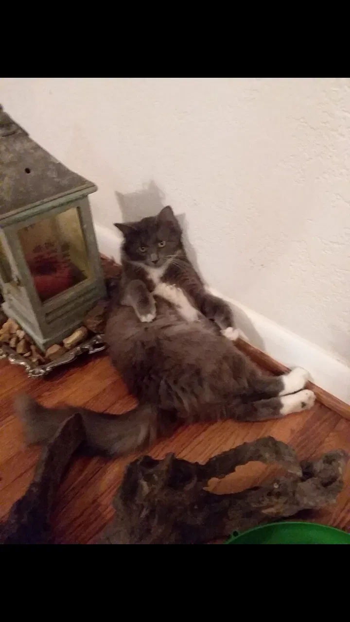 Lost cat in Pinson, AL, 35126