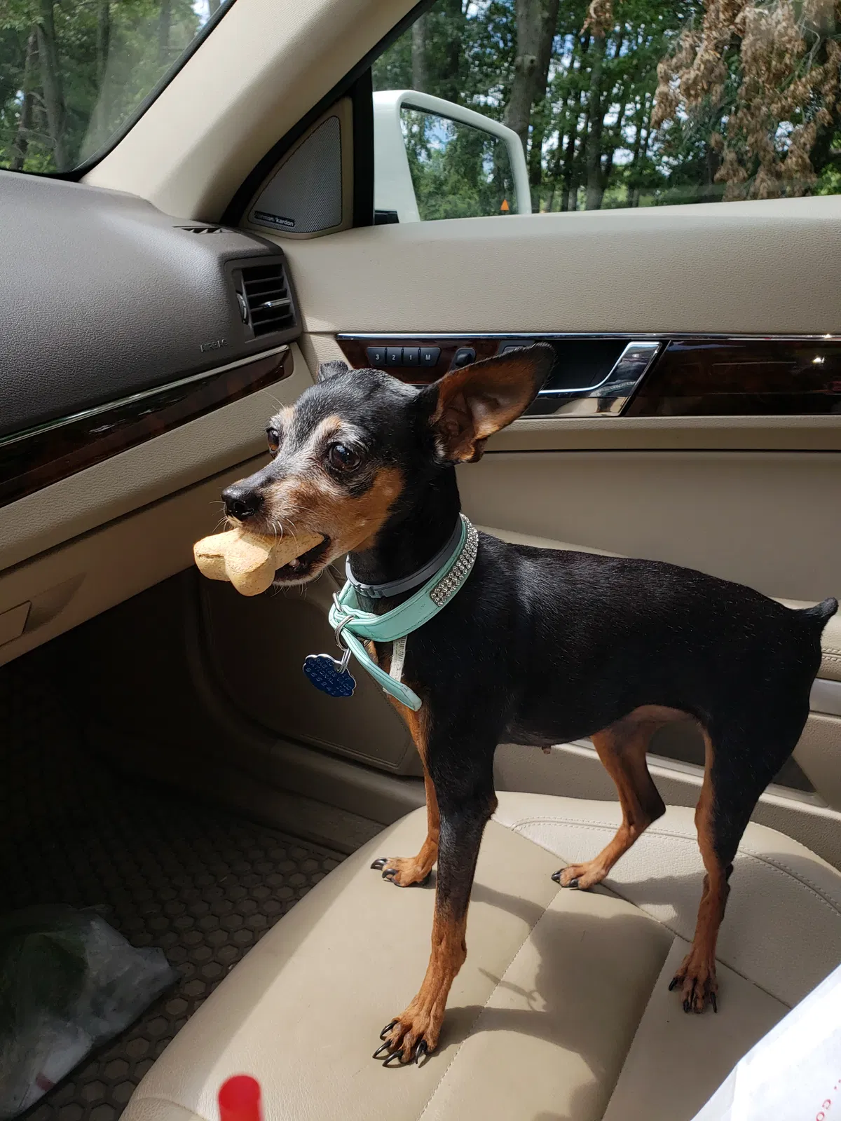 Lost dog in Severn, MD, 21144