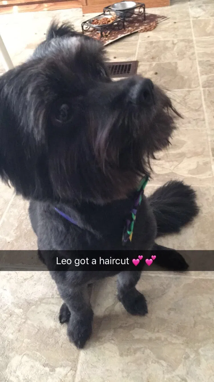 Lost dog in Eight Mile, AL, 36613