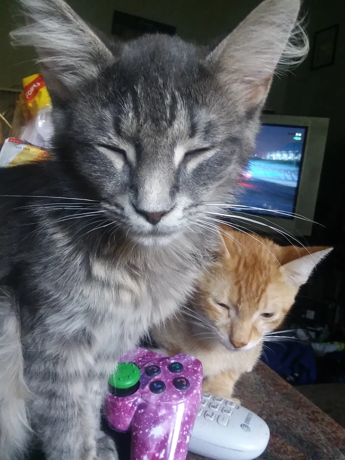 Lost cat in Terre Haute, IN, 47807