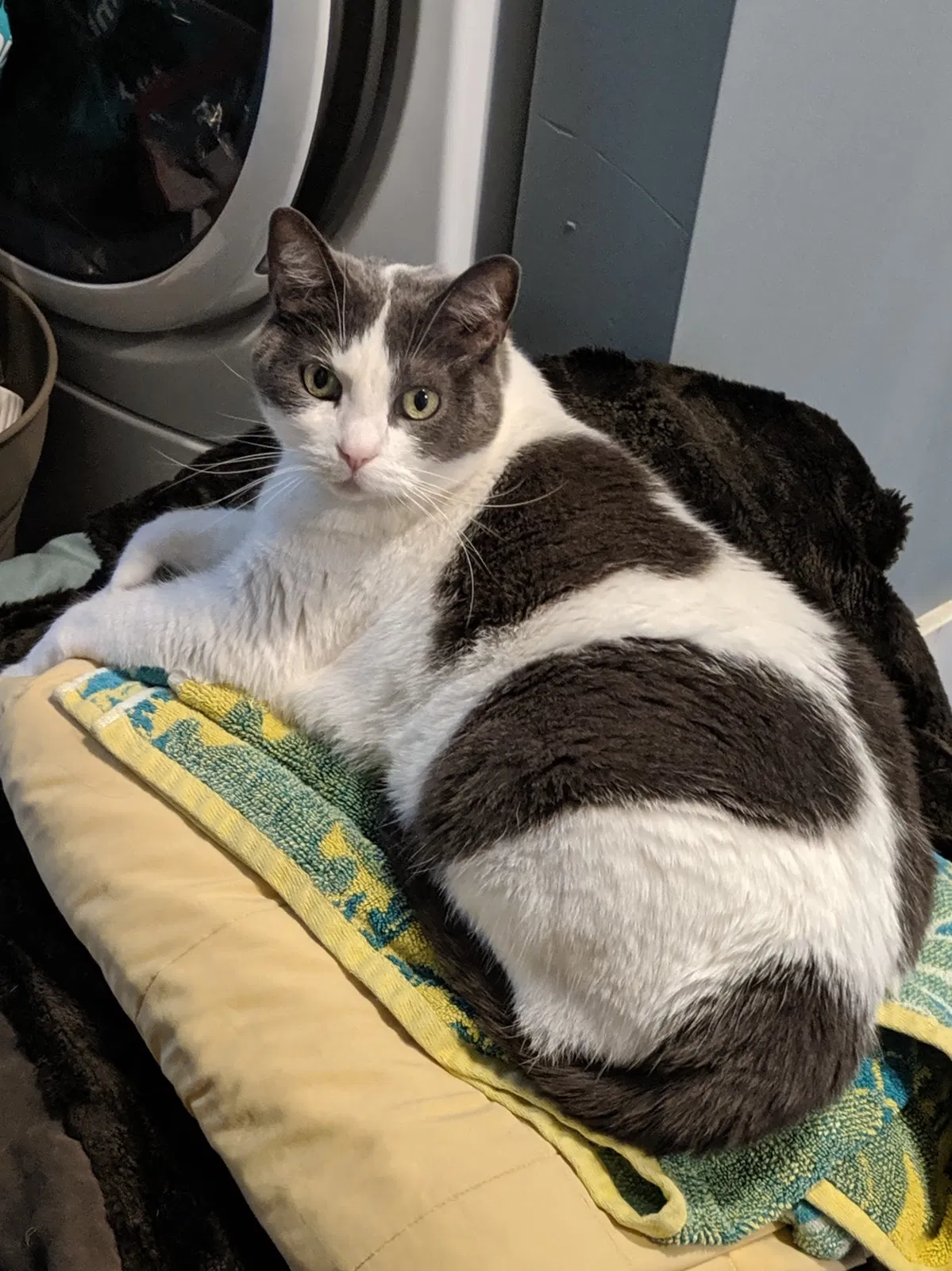 Lost cat in Grand Rapids, MI, 49503