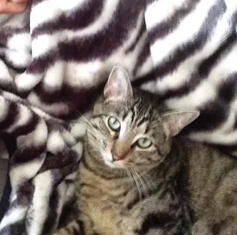 Lost cat in Albuquerque, NM, 87112