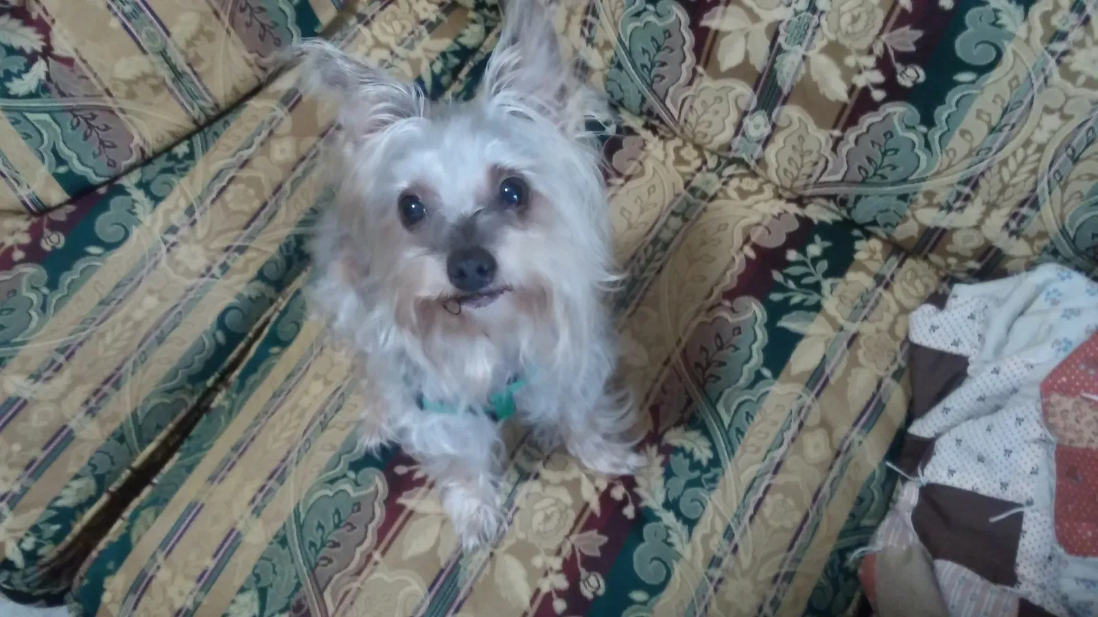 Lost dog in Randleman, NC, 27317