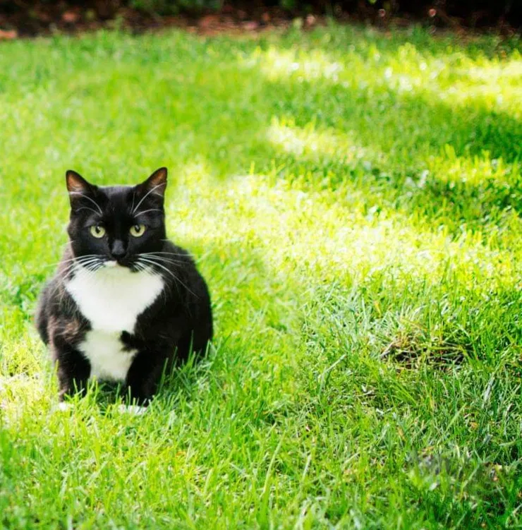 Lost cat in Irvine, CA, 92620