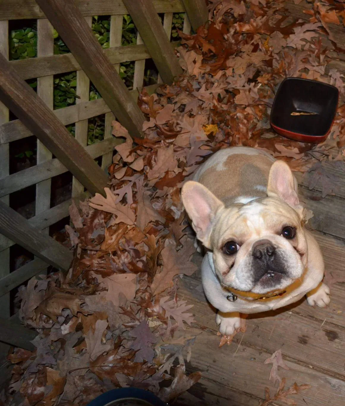 Lost dog in Little Rock, AR, 72211