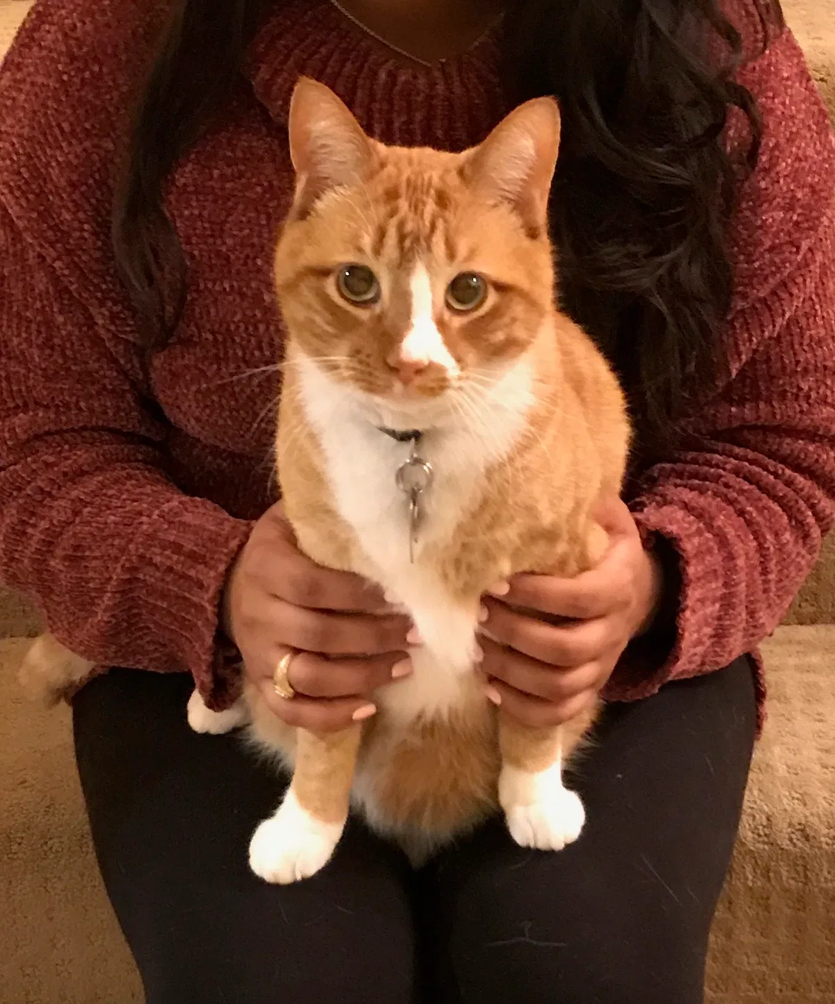Lost cat in Allen, TX, 75002