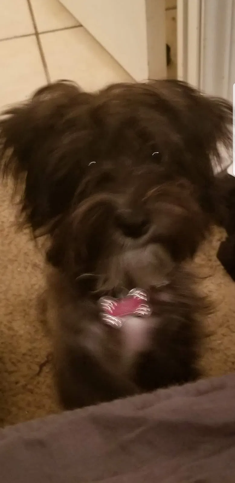 Lost dog in Anna, TX, 75409