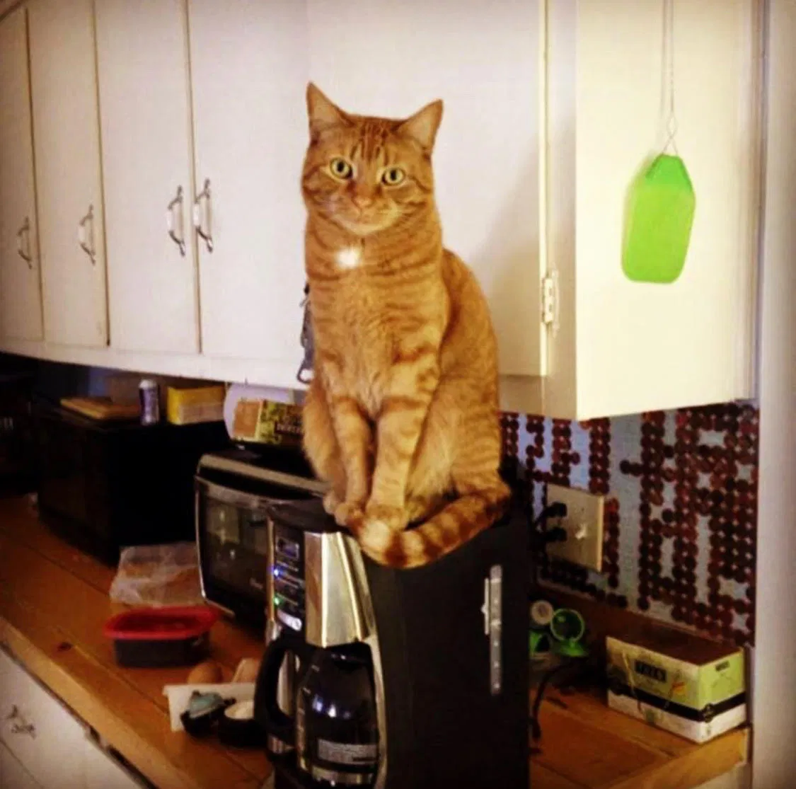 Lost cat in Maumelle, AR, 72113