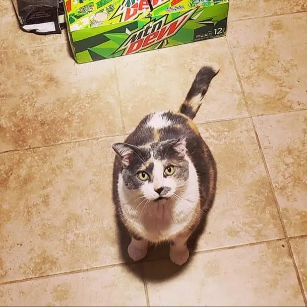 Lost cat in Minneapolis, MN, 55411