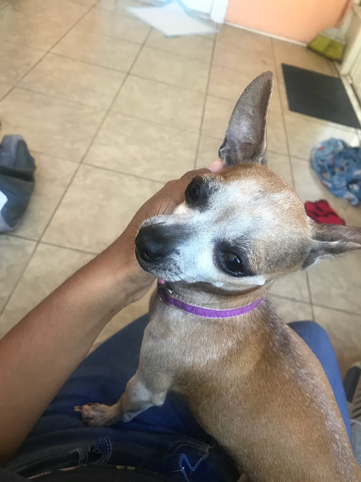 Lost dog in Bradenton, FL, 34203