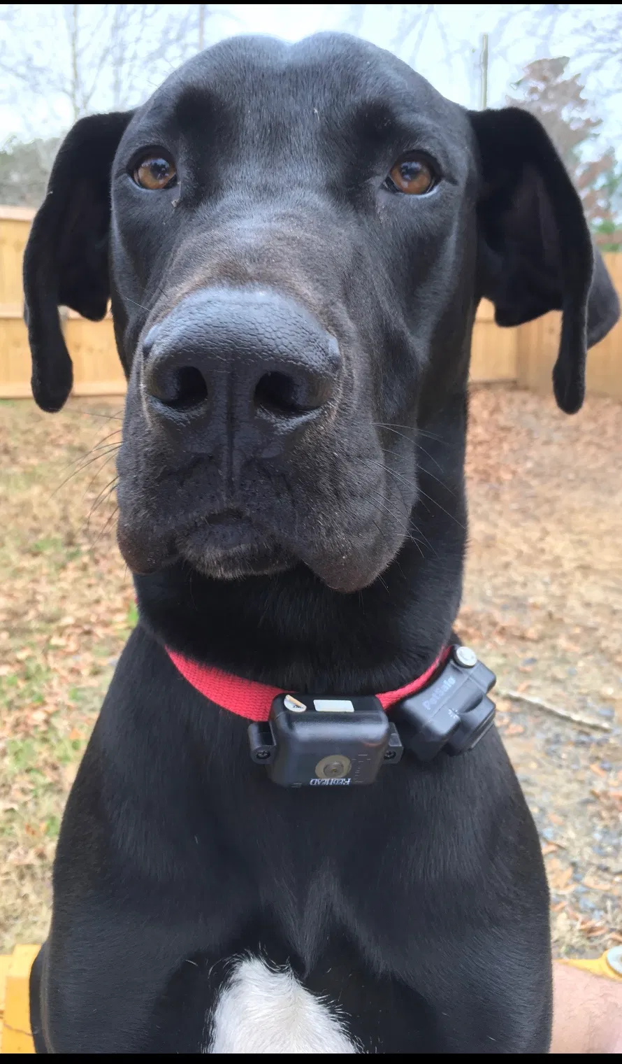 Lost dog in Ruston, LA, 71270