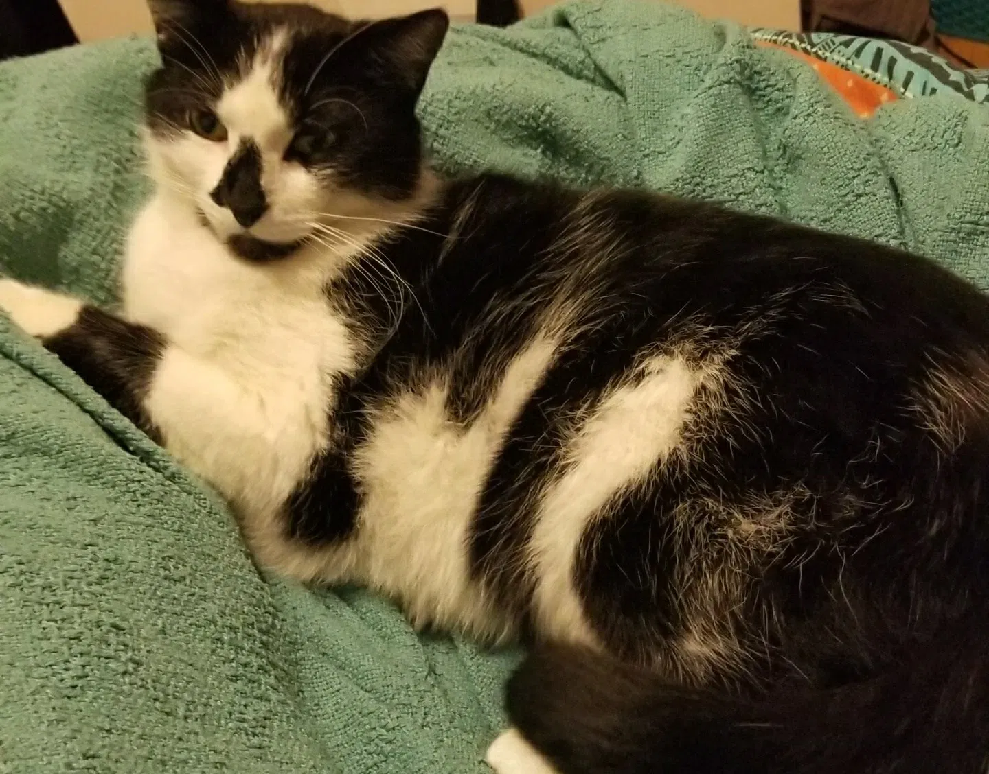 Lost cat in Ferndale, MI, 48220