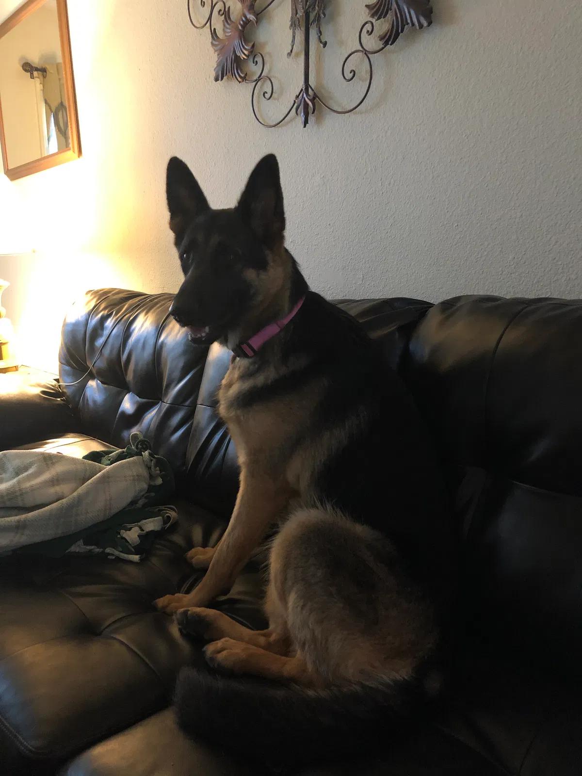 Lost dog in Gainesville, TX, 76240