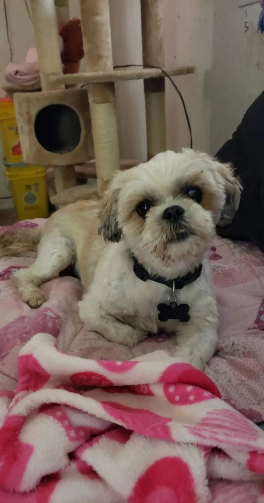 Lost dog in Lubbock, TX, 79404
