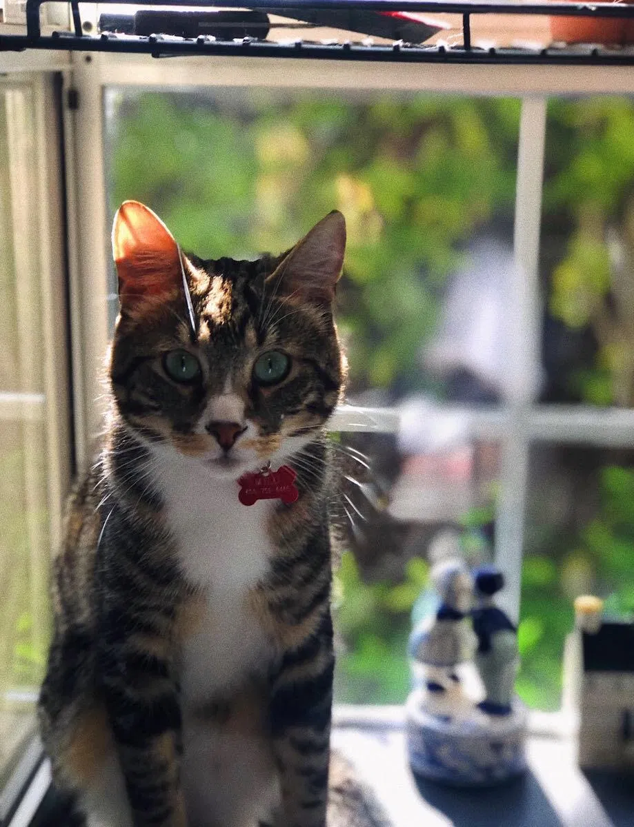 Lost cat in Redwood City, CA, 94062