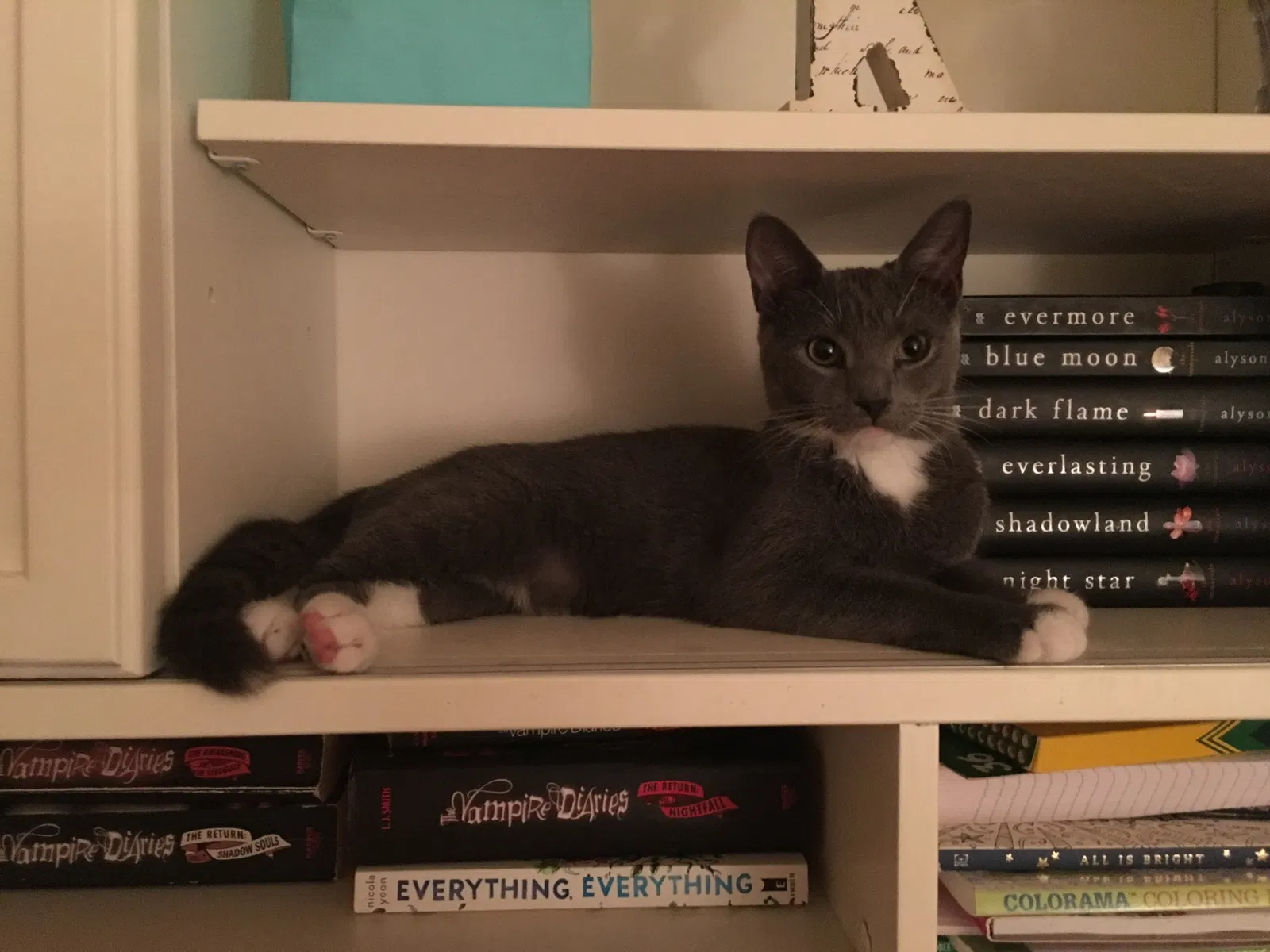 Lost cat in Roseland, NJ, 7068