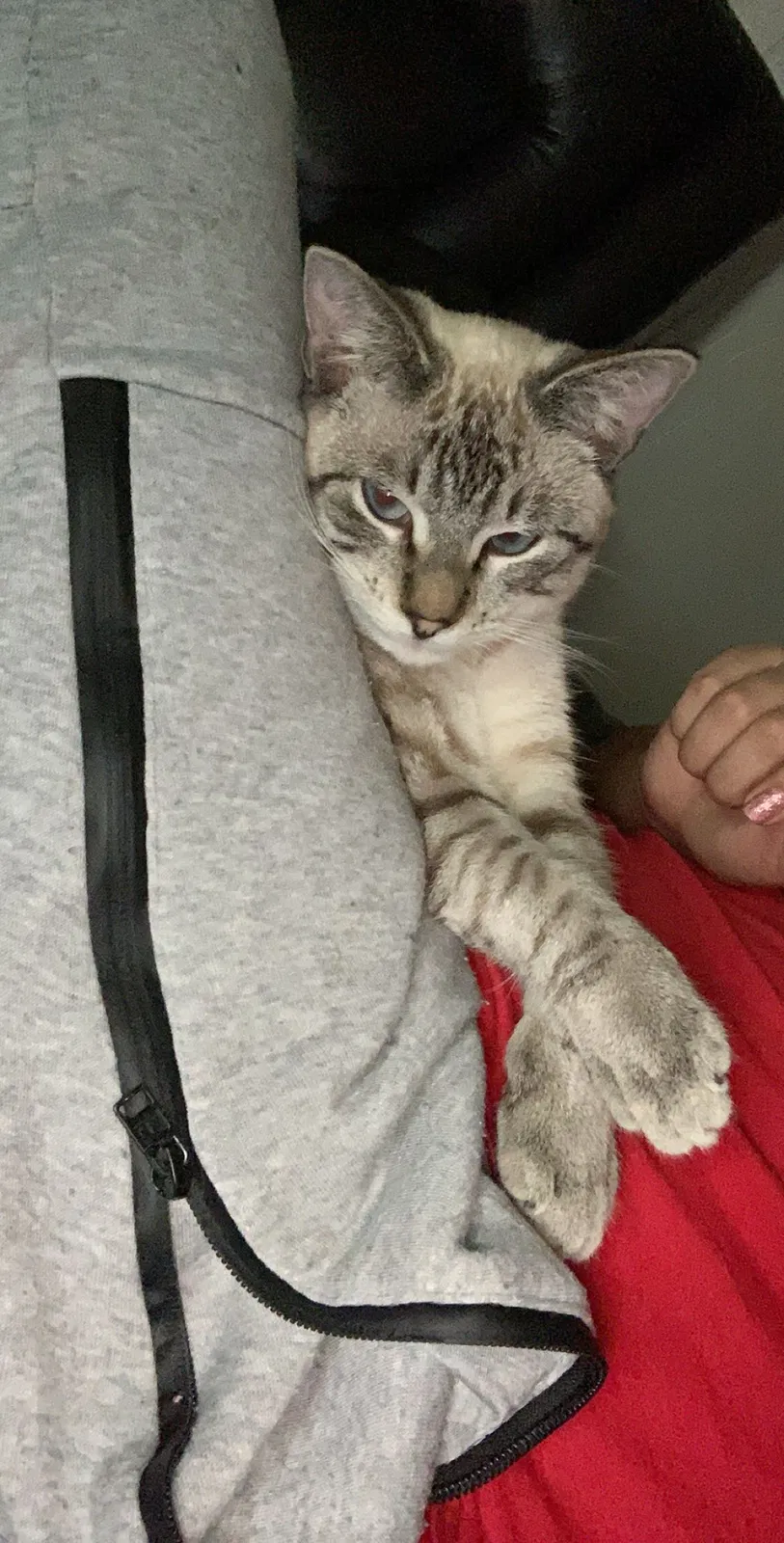 Lost cat in Corpus Christi, TX, 78416