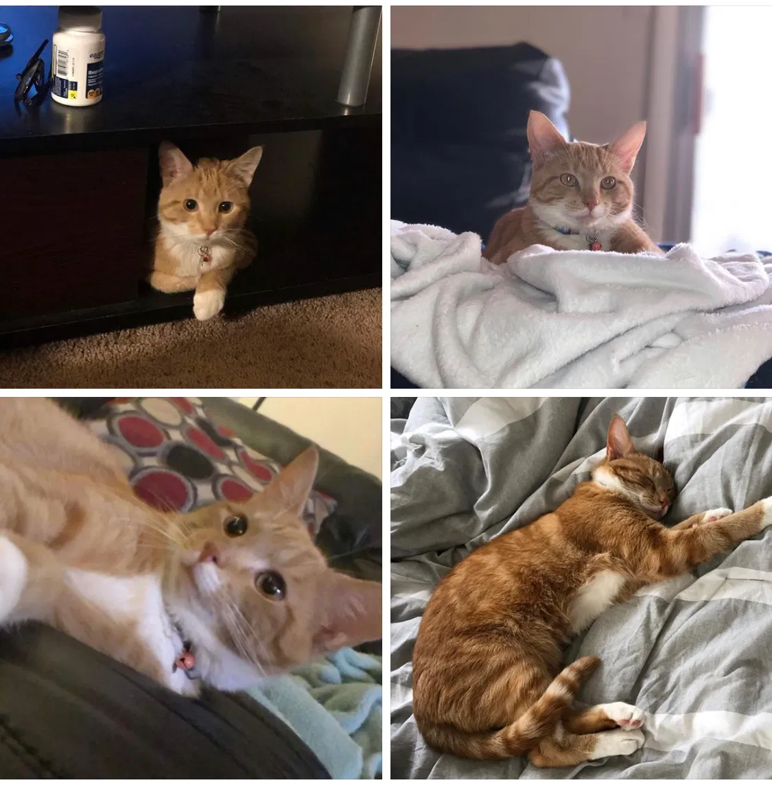 Lost cat in Willingboro, NJ, 8046