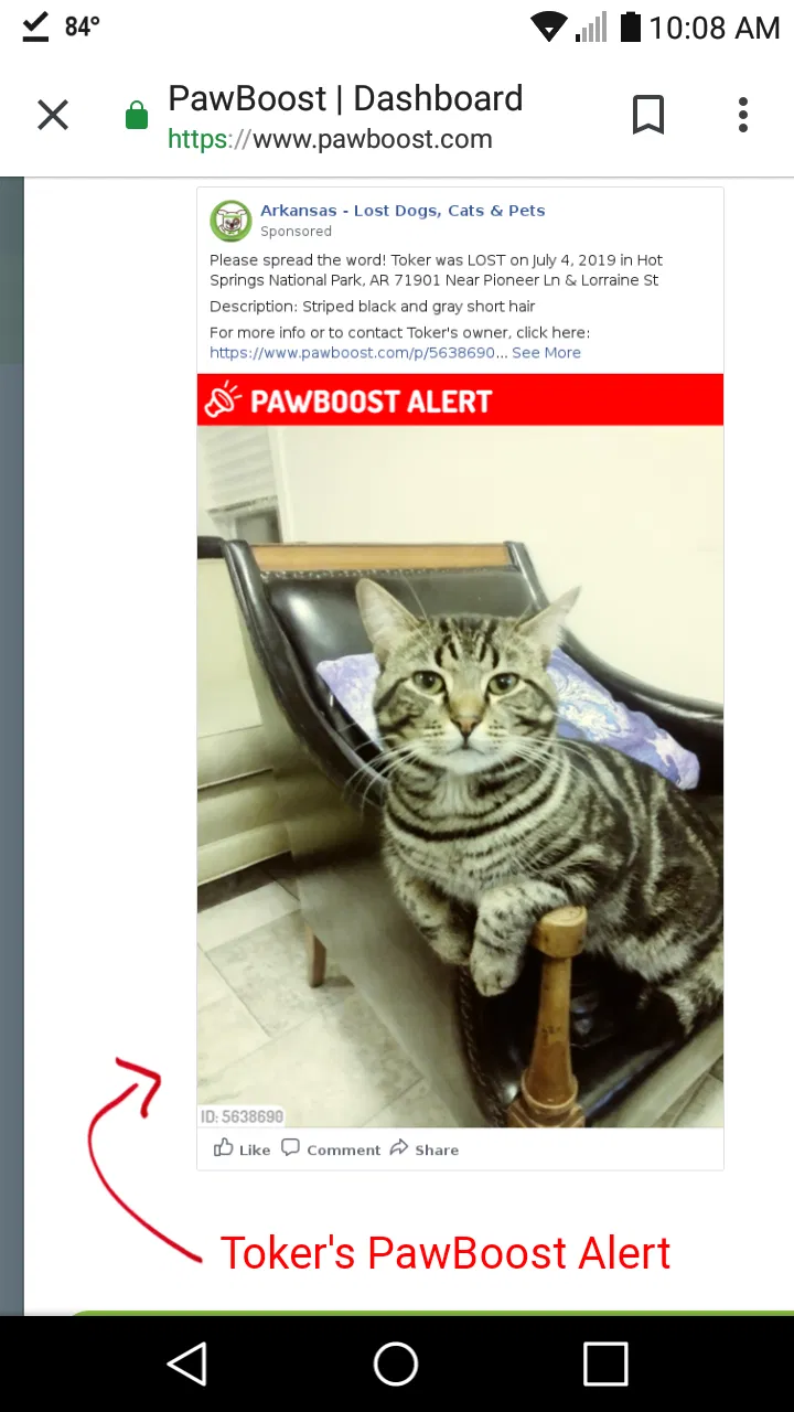 Lost cat in Hot Springs National Park, AR, 71901